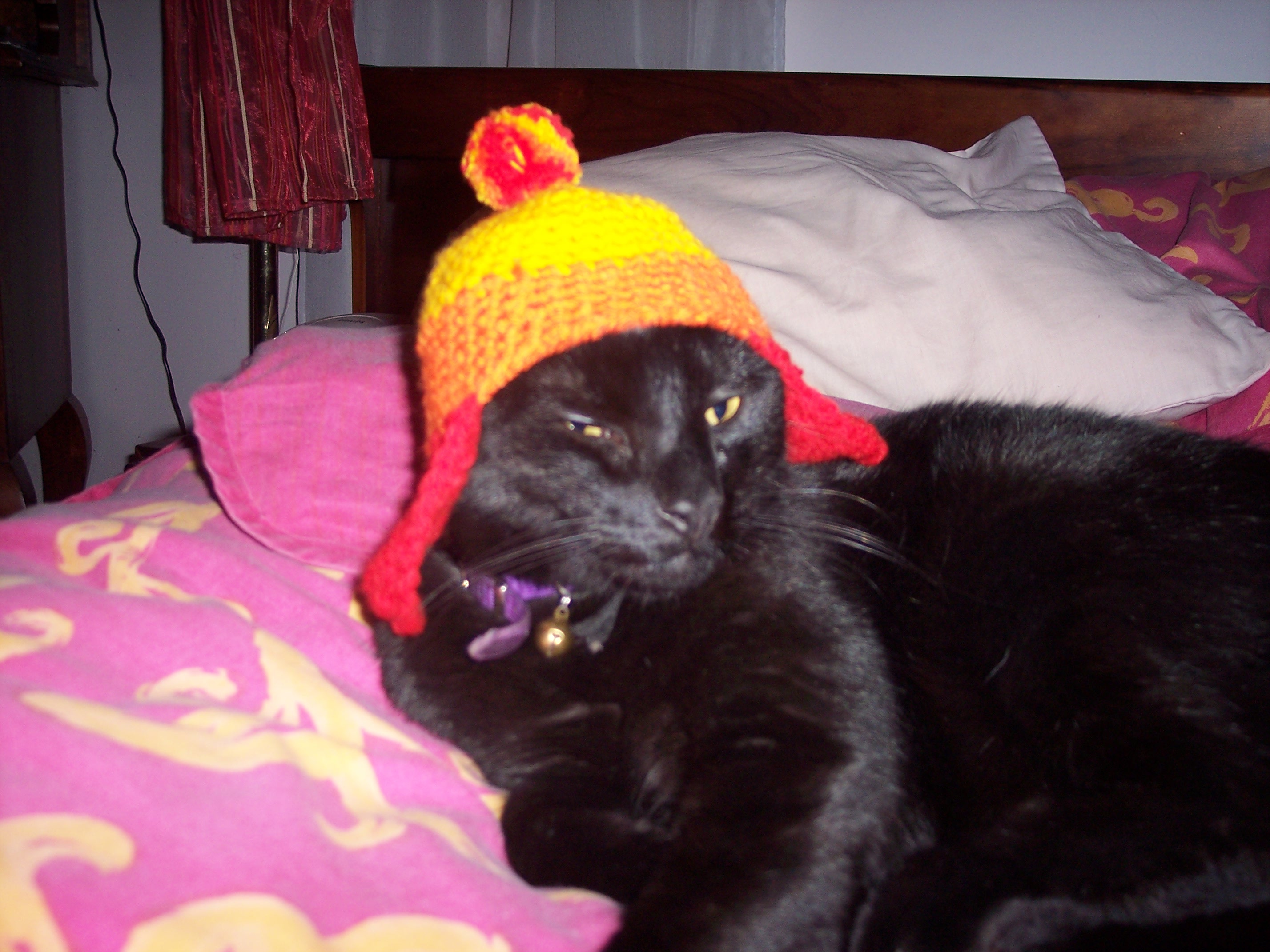 The Cat They Call Jayne!