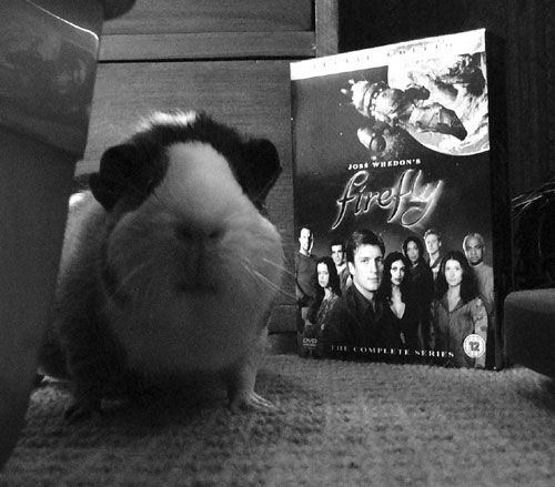 The Littlest Firefly Fan