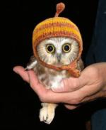 Best Jayne Cobb hat?