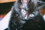 kitten jayne