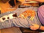 This (Pussy Cat) Land