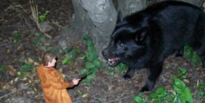 Captain and the bear